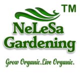 Indian Gardening Nelesa Double Flowering Rajanigandha - 12 Bulbs