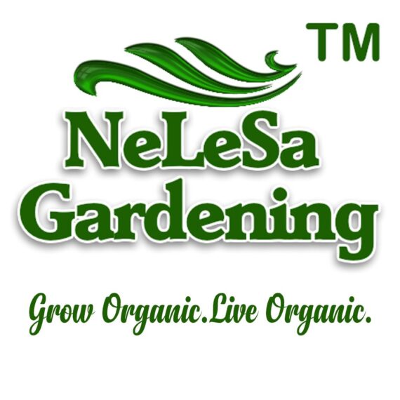 Indian Gardening Nelesa Double Flowering Rajanigandha - 12 Bulbs