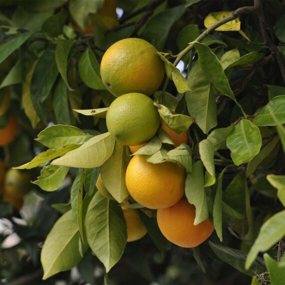 Nelesa Gardening All Types of Lemon Plant (Chinese Orange Plant)
