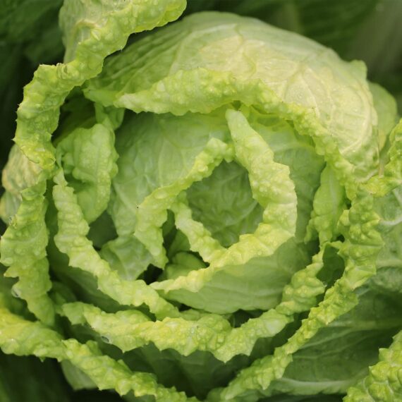 Nelesa Gardening Cabbage Chinese Vegetable Bok Choy Pok Choy Seed - 50 Seeds Pack for Home Garden, Non-GMO Organic Asian Greens, Perfect for Kitchen & Outdoor Gardening, High Yield, Easy to Grow - Image 6