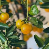 Nelesa Gardening Live Dwarf Darjeeling Mandarin Orange Santra Kamla Grafted Fruit Plant Tree Sapling for Hot Climate For Home Roof Terrace Garden Outdoor Plant