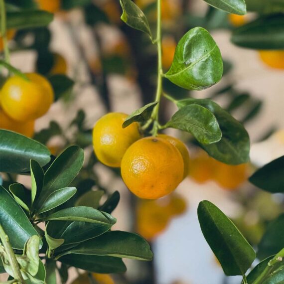 Nelesa Gardening Live Dwarf Darjeeling Mandarin Orange Santra Kamla Grafted Fruit Plant Tree Sapling for Hot Climate For Home Roof Terrace Garden Outdoor Plant