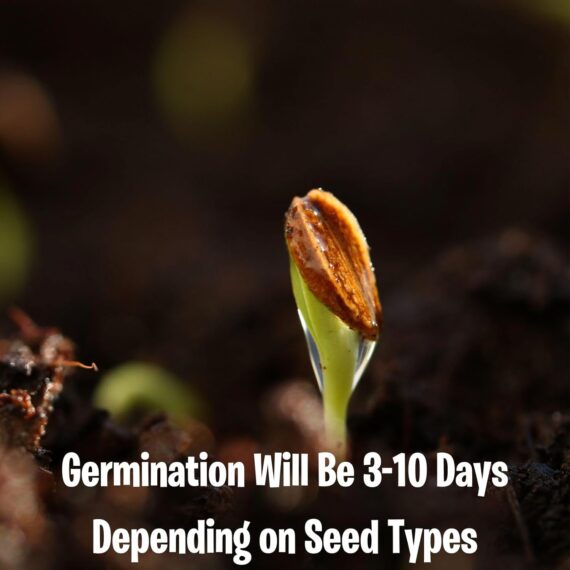 Nelesa Gardening 12 Leafy Vegetable Seeds for Home Gardening, Kitchen Gardening Seeds, Organic Vegetable Seeds, Fresh Indian Desi Vegetable Seeds, Easy to Grow Organic Vegetable Seeds for Garden - Image 6