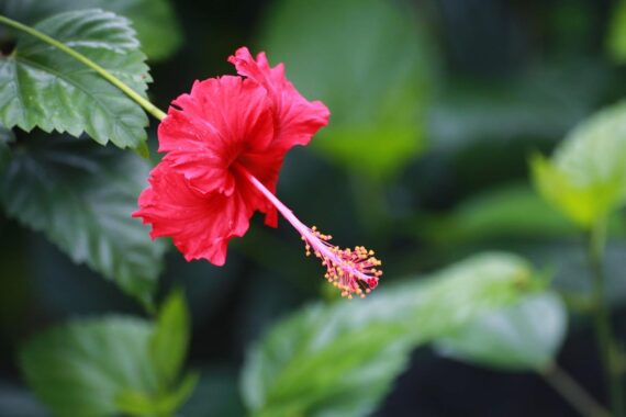 Nelesa Gardening Live Red Hibiscus Gudhal Flower Plant for Outdoor Garden | Vibrant Blooms, Easy Care, Healthy Growth - 1 Healthy Plant for pot, Planter, Rooftop, Balcony - Image 6