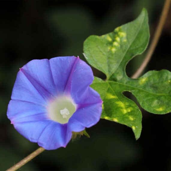Nelesa Gardening Heavenly Blue Morning Glory Imopea Flower Seeds 15 Seeds - Image 5