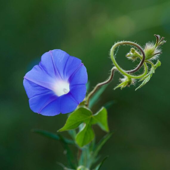 Nelesa Gardening Heavenly Blue Morning Glory Imopea Flower Seeds 15 Seeds - Image 4