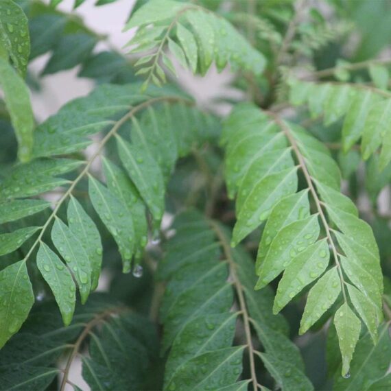Nelesa Gardening Live Curry Leaf Plant - Curry Patta Plant - Aromatic Herb for Fresh Culinary Adventures - Image 2