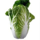 Nelesa Gardening Cabbage Chinese Vegetable Bok Choy Pok Choy Seed - 50 Seeds Pack for Home Garden, Non-GMO Organic Asian Greens, Perfect for Kitchen & Outdoor Gardening, High Yield, Easy to Grow