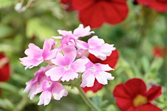 Nelesa Gardening Verbena Mixed Color Flower Seeds – 50 Premium Seeds for Vibrant Blooms | All-Season, Easy-to-Grow Flower Seeds for Home Gardens, Patios & Balconies - Image 2