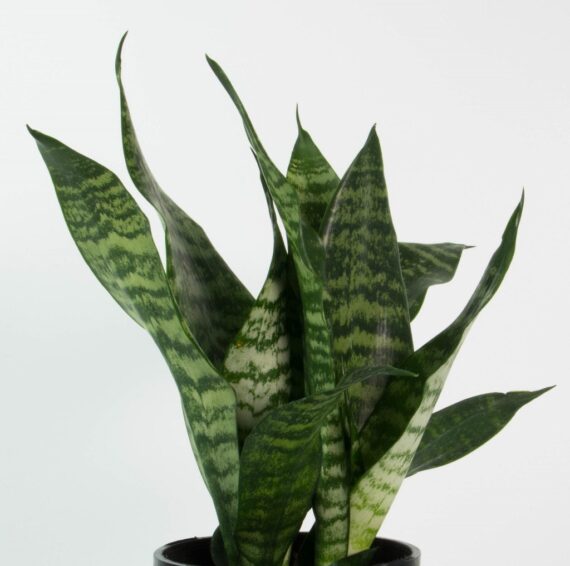 Nelesa Gardening Live Green Snake Plant Sansevieria Air Purifier Indoor Plant