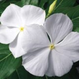 Live White Vinca Flower Plant