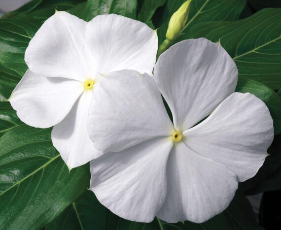 Live White Vinca Flower Plant