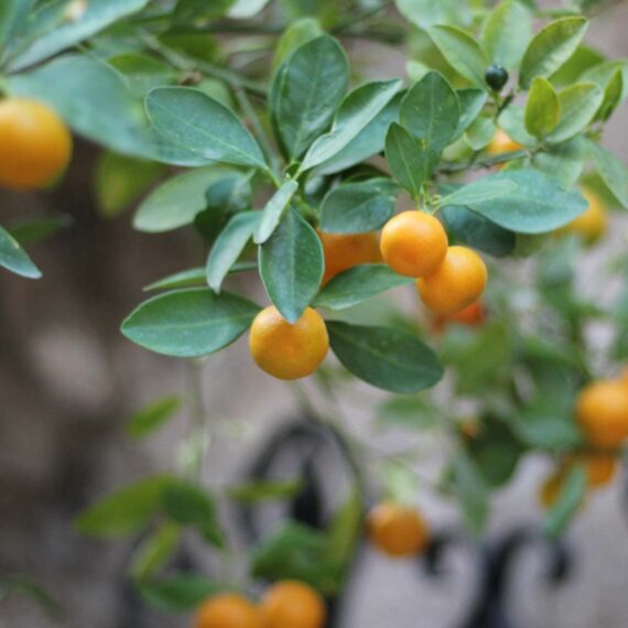 Nelesa Gardening Live Dwarf Darjeeling Mandarin Orange Santra Kamla Grafted Fruit Plant Tree Sapling for Hot Climate For Home Roof Terrace Garden Outdoor Plant - Image 4