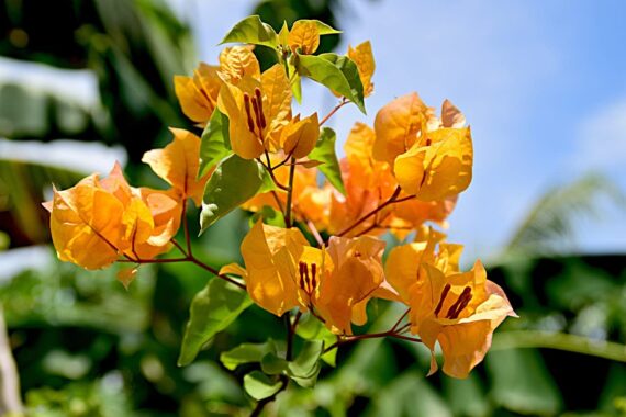 Nelesa Gardening 4 Types of Bougainvillea Flower Plants Combo, One Yellow, One White, One Pink and One Red Plant in Grow Bag, Plant Height 1-1.5 feet, Low Maintainace Flower Plant - Image 4