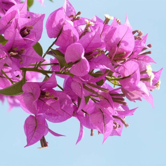 Nelesa Gardening 4 Types of Bougainvillea Flower Plants Combo, One Yellow, One White, One Pink and One Red Plant in Grow Bag, Plant Height 1-1.5 feet, Low Maintainace Flower Plant - Image 3