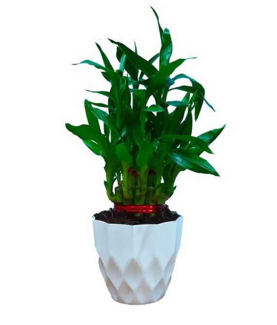 Nelesa Gardening Air Purifying Good Luck 2 Layer Lucky Bamboo Plant in White Round Plastic Pot | Home Décor Plant | Can Use for Desktop | for Gifting | Lucky Plant | Good Luck Plant | Vastu Plant