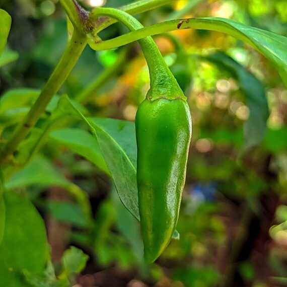 Nelesa Gardening Hot Jalapeno Pepper Seed - 20 Seeds Pack - Image 3