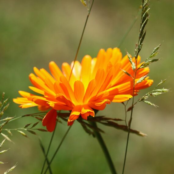 Fancy Mix Marigold Flower Seeds 50 Seeds - Image 6