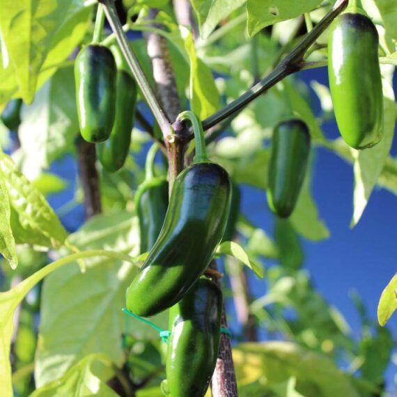 Nelesa Gardening Hot Jalapeno Pepper Seed - 20 Seeds Pack - Image 5