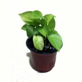 Nelesa Gardening Golden Money Plant, Neon Pothos, Air Purifying Plant, Home Décor Plant, Can Use for Desktop, for Gifting, Lucky Plant, Good Luck, Vastu Plant