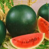 Nelesa Gardening Watermelon Sugar Baby Seeds 20 seeds