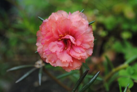 Nelesa Gardening Portulaca Moss Rose Double Mix Flower Seeds 50 Seeds - Image 2