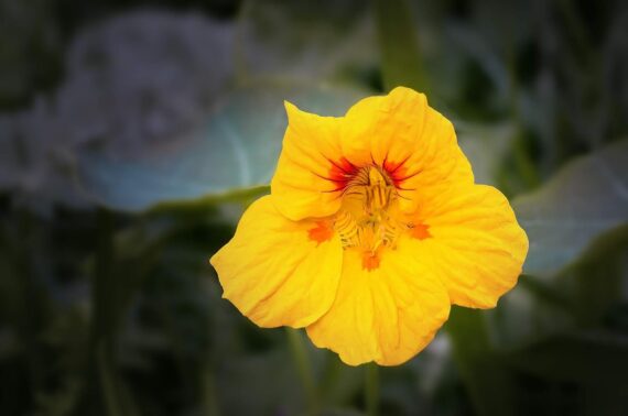 Nelesa GardeningNasturtium Jewel Mixture Flower Seeds 10 Seeds - Image 2