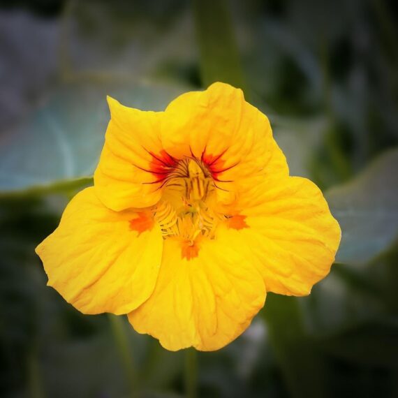 Nelesa Gardening Dwarf Nasturtium Seeds, Jewel Mixture Flower Seed - Pack of 10 Seeds - Image 2