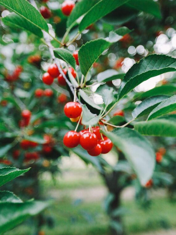 Nelesa Gardening Live Sweet and Sour Barbados Cherry Fruit Plant Grafted - Image 5