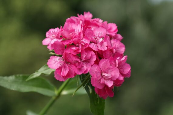Nelesa Gardening Dianthus Mix Colour Flower Seeds | Sweet William Dianthus barbatus - 50 Mixed Colour Seeds for Beautiful, Fragrant Garden Blooms | Easy-to-Grow, Hardy Perennial Flowers - Image 2