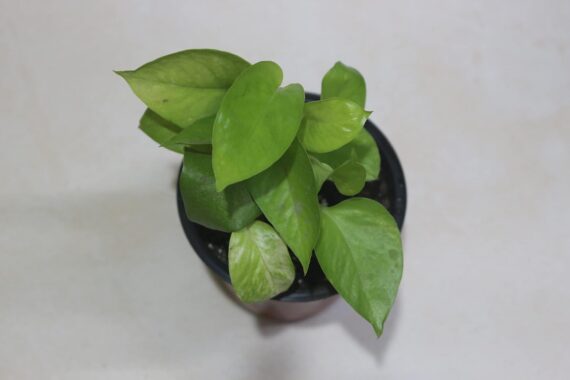 Nelesa Gardening Golden Money Plant, Neon Pothos, Air Purifying Plant, Home Décor Plant, Can Use for Desktop, for Gifting, Lucky Plant, Good Luck, Vastu Plant - Image 3