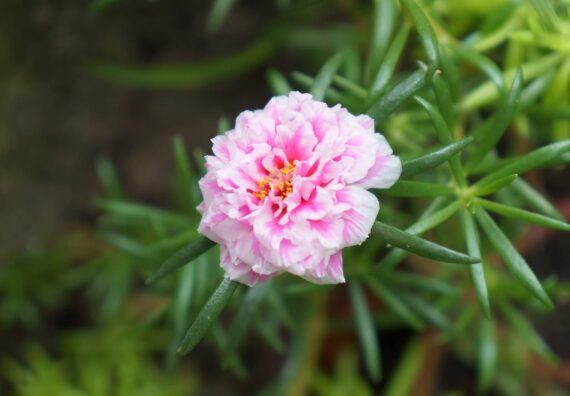 Nelesa Gardening Portulaca Moss Rose Double Mix Flower Seeds 50 Seeds - Image 5