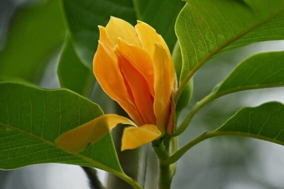 Nelesa Gardening Live Orange Son Champa Plant - Grafted & Orange Varieties of Michelia Champaca - Fragrant Orange Michelia Plant