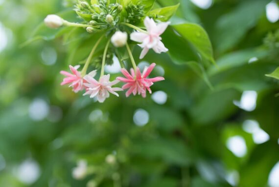 Nelesa Gardening Live Madhumalati Honeysuckle Madhumalti Rangoon Creeper Climbing Madhabilata Flower Plant - Image 5