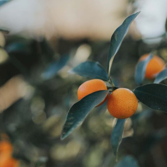 Nelesa Gardening Live Dwarf Darjeeling Mandarin Orange Santra Kamla Grafted Fruit Plant Tree Sapling for Hot Climate For Home Roof Terrace Garden Outdoor Plant - Image 5