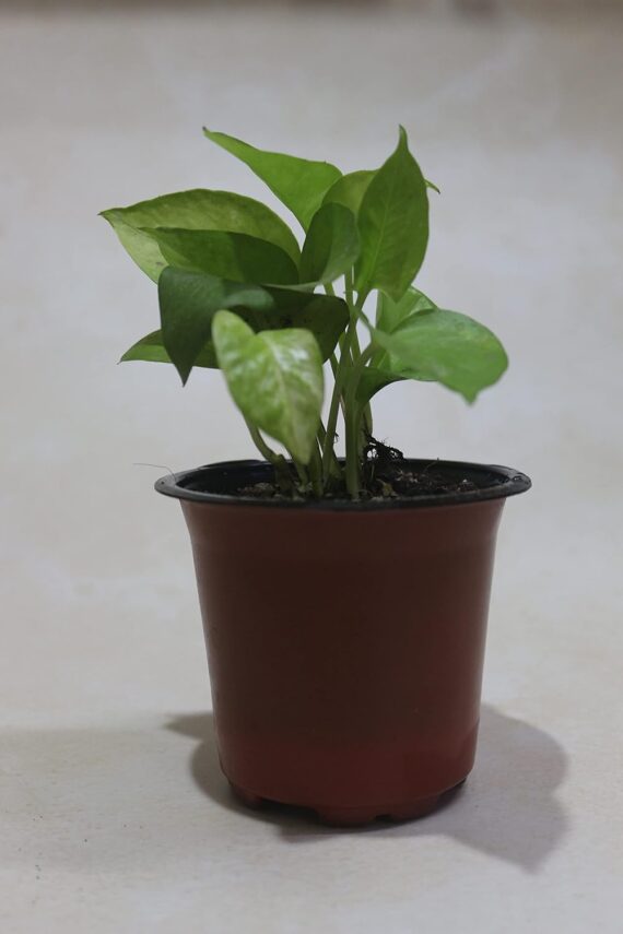 Nelesa Gardening Golden Money Plant, Neon Pothos, Air Purifying Plant, Home Décor Plant, Can Use for Desktop, for Gifting, Lucky Plant, Good Luck, Vastu Plant - Image 2