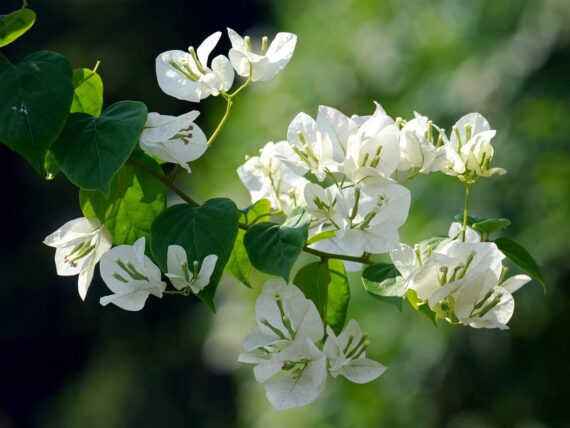 Nelesa Gardening 4 Types of Bougainvillea Flower Plants Combo, One Yellow, One White, One Pink and One Red Plant in Grow Bag, Plant Height 1-1.5 feet, Low Maintainace Flower Plant - Image 2