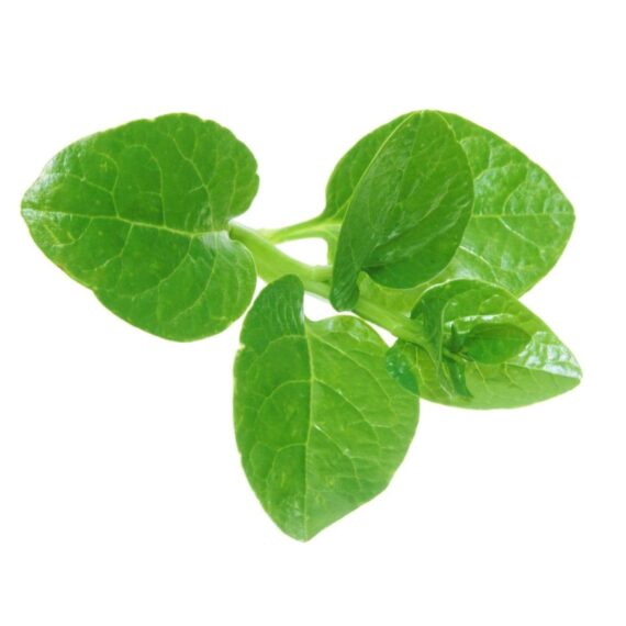 Nelesa Gardening Green Malabar Spinach Alugbati Alukbati Lukbati Basella alba Vine Spinach Ceylon Spinach Vegetable Seed for Home Garden Balcony- 20 Seeds Pack - Image 6