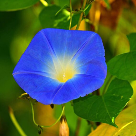 Nelesa Gardening Heavenly Blue Morning Glory Imopea Flower Seeds 15 Seeds - Image 3