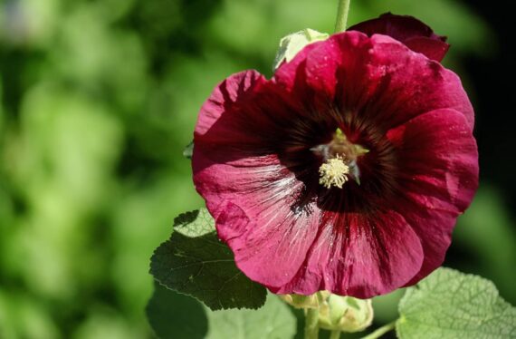 Nelesa Gardening Hollyhock Mixed Colour Flower Seed - 30 Seeds for Vibrant Garden Blooms, Tall Plants, Floral Displays in Your Home Garden - Image 2