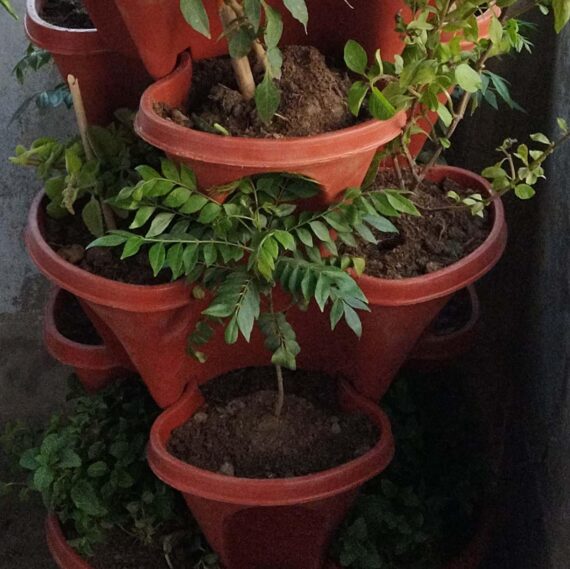 Nelesa Gardening Live Curry Plant Curry Tree Murraya koenigii, Bergera koenigii Sweet neem Spice Plant - Image 5