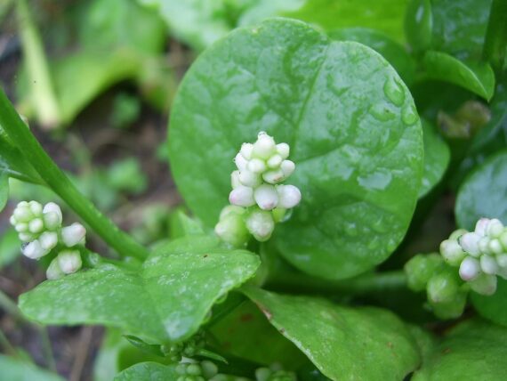 Nelesa Gardening Green Malabar Spinach Alugbati Alukbati Lukbati Basella alba Vine Spinach Ceylon Spinach Vegetable Seed for Home Garden Balcony- 20 Seeds Pack