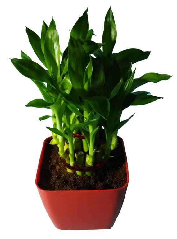Nelesa Gardening Good Luck 2 Layer Lucky Bamboo Plant in Red Plastic Pot | Air Purifying Plant | Home Décor Plant | Can Use for Desktop I for Gifting I Lucky Plant I Good Luck I Vastu Plant - Image 2