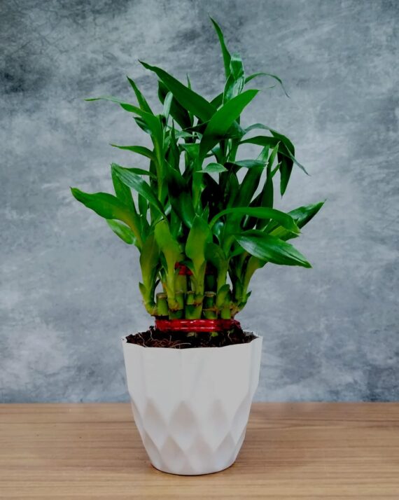 Nelesa Gardening Air Purifying Good Luck 2 Layer Lucky Bamboo Plant in Round Plastic Pot | Home Décor Plant | Can Use for Desktop | for Gifting | Lucky Plant | Good Luck Plant | Vastu Plant (White) - Image 3
