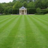 Nelesa Gardening Lawn Grass 1 Kg Seeds