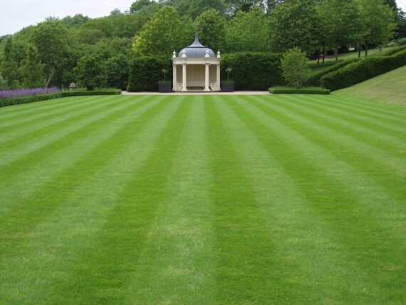 Nelesa Gardening Lawn Grass 1 Kg Seeds