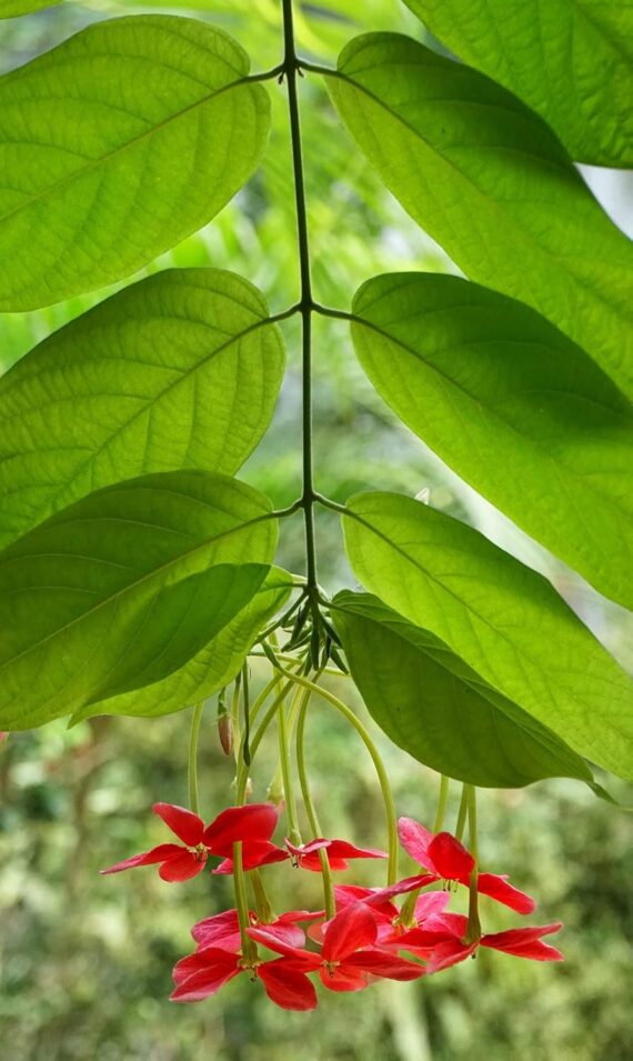 Nelesa Gardening Live Madhumalati Honeysuckle Madhumalti Rangoon Creeper Climbing Madhabilata Flower Plant - Image 6