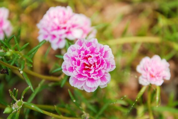 Nelesa Gardening Portulaca Moss Rose Double Mix Flower Seeds 50 Seeds - Image 3
