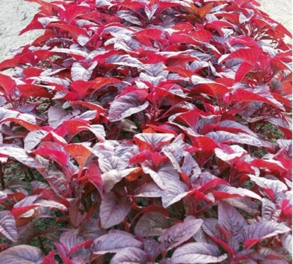 Nelesa Gardening Red Spinach Amaranthus Lal Saag Vegetable Seed - 100 Seeds Pack