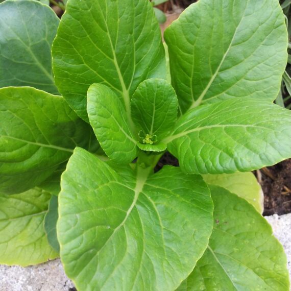 Nelesa Gardening Pak Choi Bok Choy Chinese Cabbage Vegetable Seed - 30 Seeds Pack - Image 2